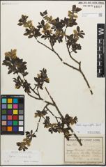 Foto von Salix myrsinifolia Salisb.